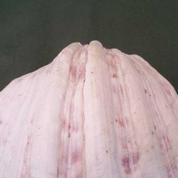 Extra Large Sandy Clam Shell with 5 Small Decorative Seashell Soaps - Picture 2 of 14